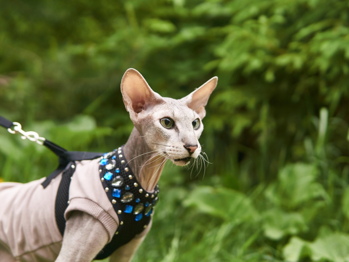 Peterbald vonku na vodítku